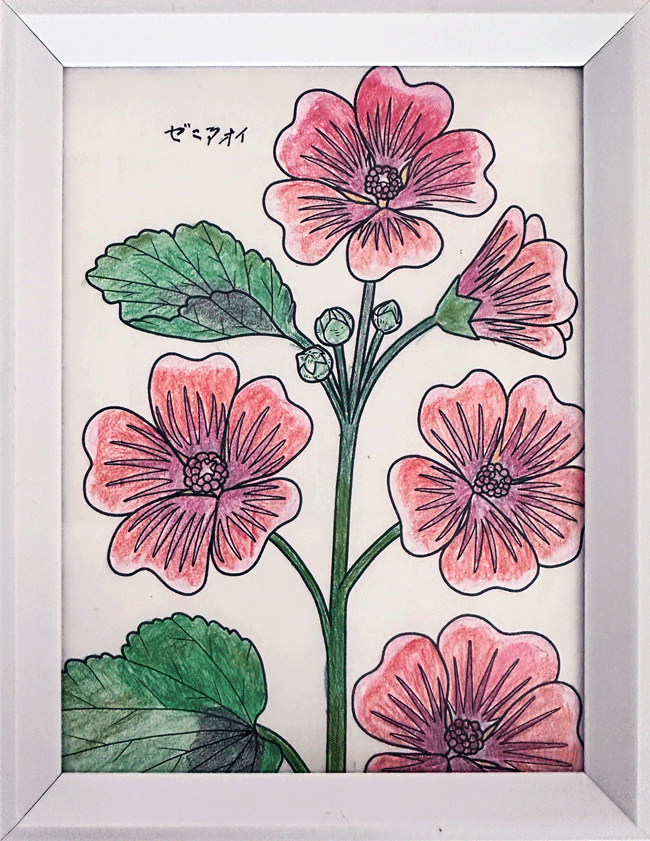 ゼニアオイ